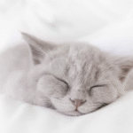 Emerging Dragon: Unveiling the Myth, Meaning & Modern Resonance