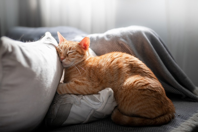 Cat Into Pillow | trendly blog